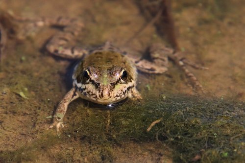 water frog  frog  water