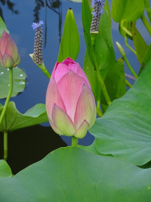 water garden  lotus  color pink