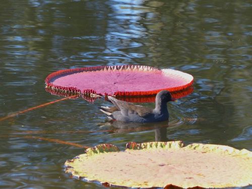 water hen water fowl water lily