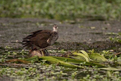 water hen  bird  lake