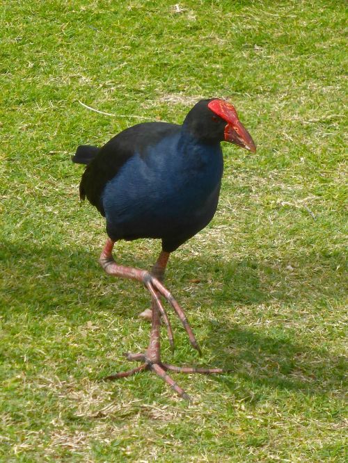 water hen fowl bird