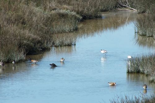 water hens ducks birds