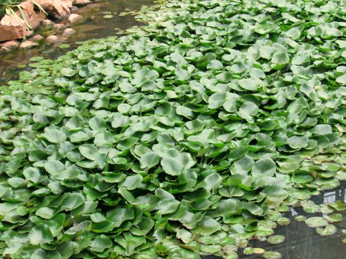 water hyacinth pond garden