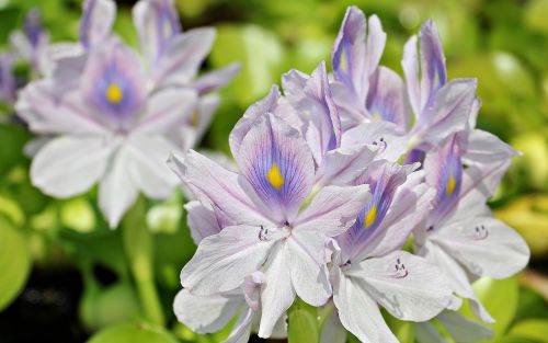 water hyacinth flowers nature