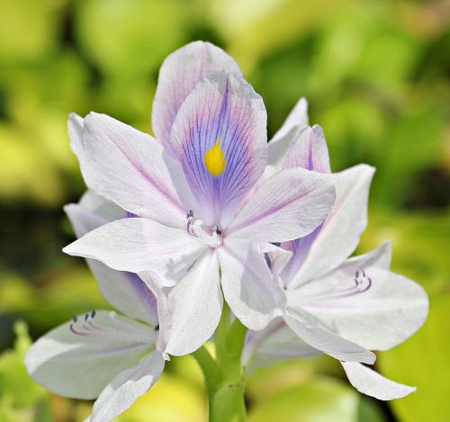 water hyacinth flowers nature