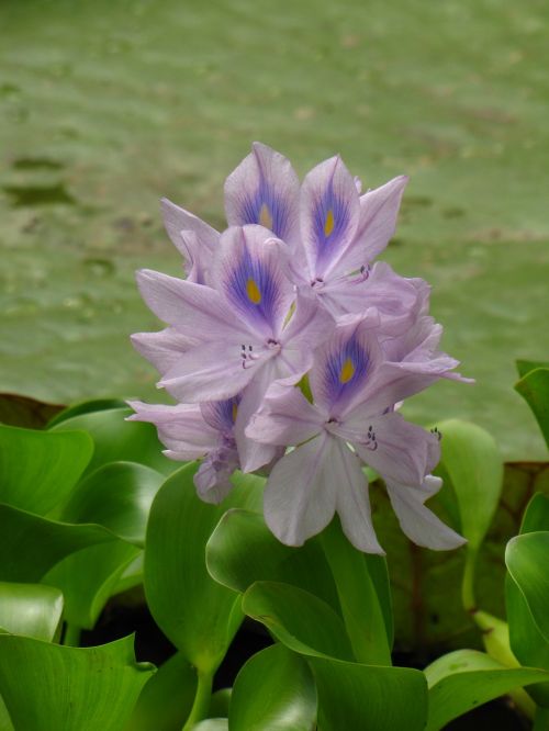 water hyacinth flower purple