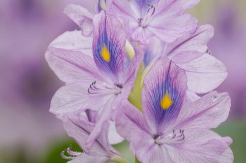 water hyacinth eichhornia inflorescence