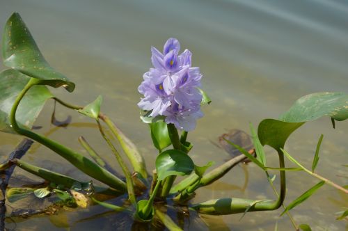 water hyacinth flora flower