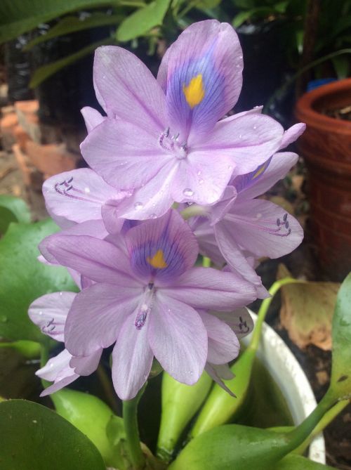 water hyacinth aquatic plant flower