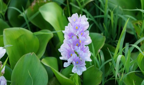 water hyacinth  hyacinth  flower