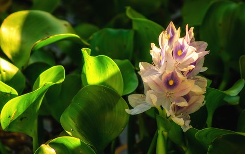 water hyacinth  green  bloom