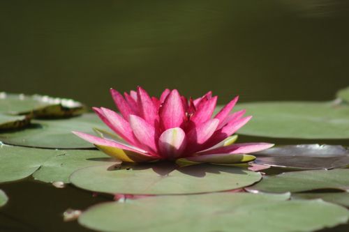 water lilies pond zen
