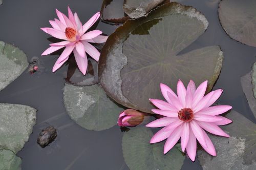 water lilies pond vietnam