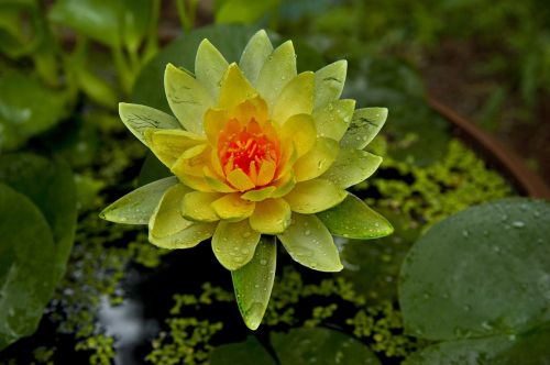 water lilies flowers yellow