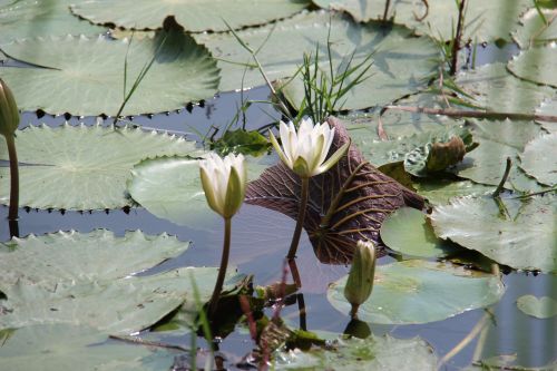 water lilies flowers nature