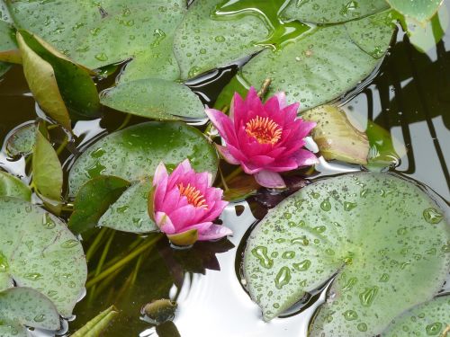 water lilies lake lake rose