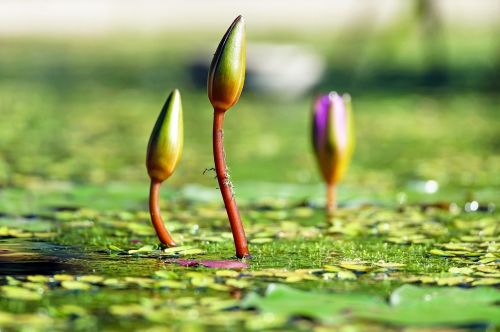 water lilies bud pond