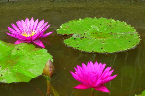 water lilies aquatic plant water