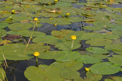 water lilies aquatic plants yellow