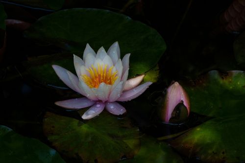 water lilies nymphaea bud