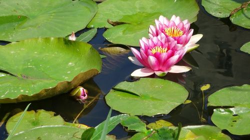 water lilies flowers nature