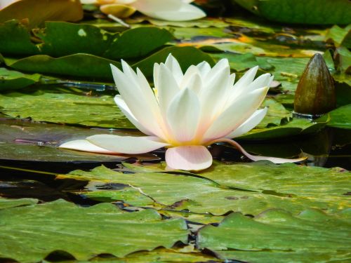 water lilies flower aquatic plants