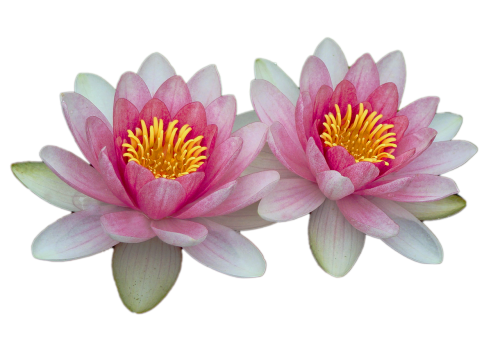water lilies pink pink water lily