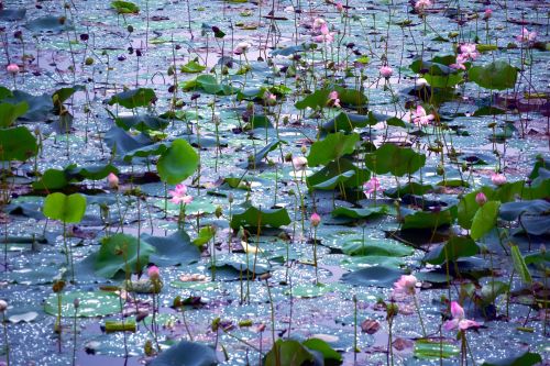 Water Lilies