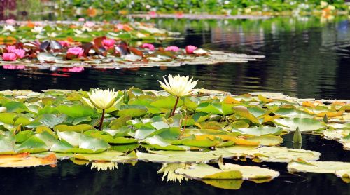 water lilies nuphar aquatic plants