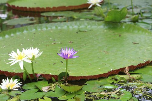water lilies flowers flower