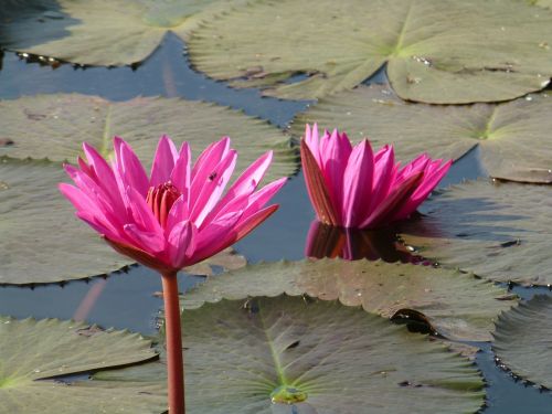 water lilies flowers pink
