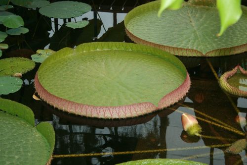 water lilies lake rose aquatic plant
