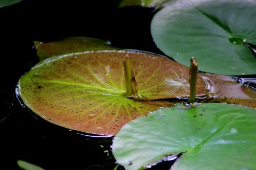 water lilies aquatic plant marsh