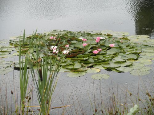 water lilies pond pink