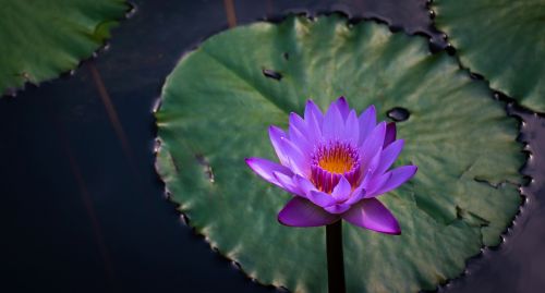 water lilies wetlands park