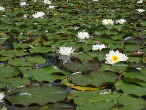 water lilies water flowers