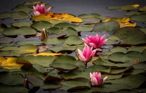 water lilies water aquatic plant