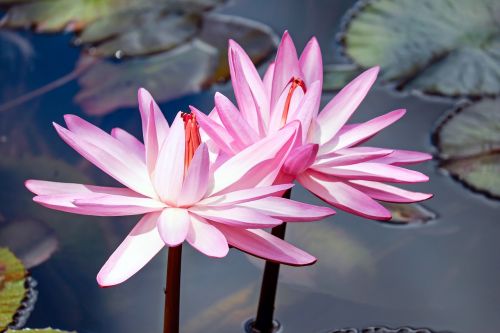 water lilies lily pink flowers