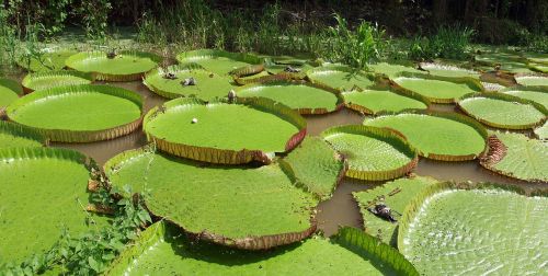 water lilies giant amazonia
