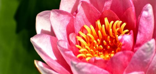 water lilies pink white