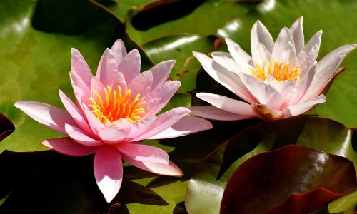 water lilies pink white