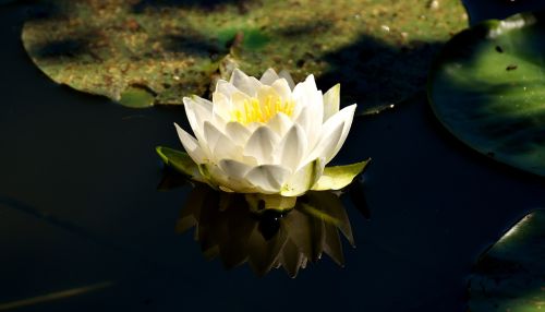 water lilies white summer