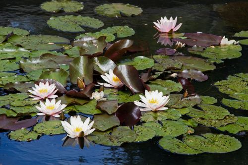 water lilies pond nature