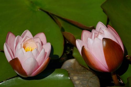 water lilies flower aquatic plant