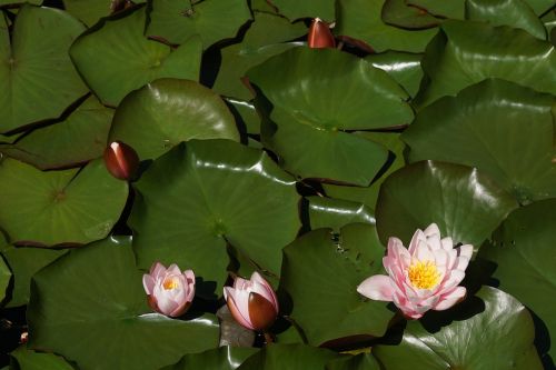 water lilies flowers pond