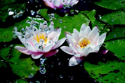 water lilies water drip
