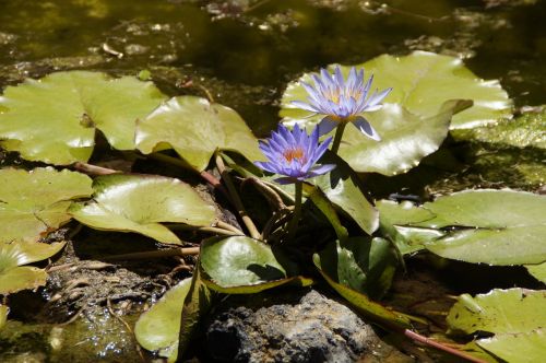 water lilies nuphar purple