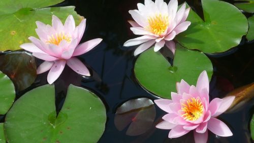 water lilies aquatic plants german garden plant