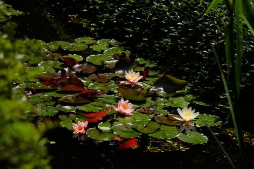water lilies pond tender