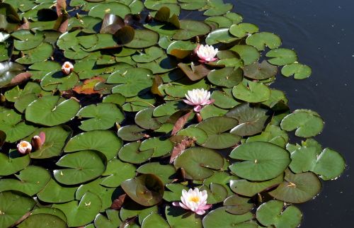 water lilies leaves aquatic plant